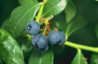 blueberries_ars_free