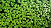New-study-looks-at-duckweed-protein-nutritional-value-to-humans_strict_xxl