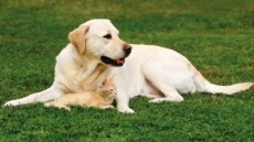 Lactium® is a natural and effective solution to help your pet cope with stress-related symptoms