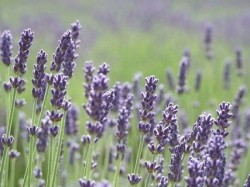 Lavender oil is one ingredient that appears both as an essential oil and as a dietary supplement. 